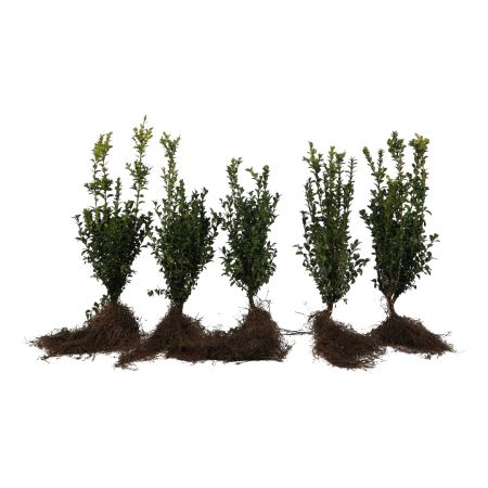 Buxus 30-40 cm WG