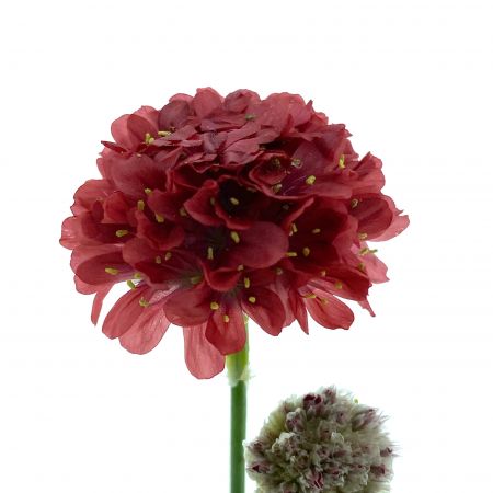 Engels gras 'Ballerina Red'