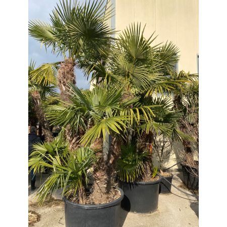 Chinese Waaierpalm
