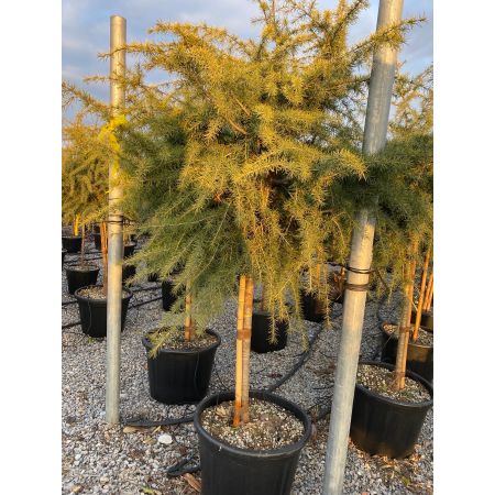 Himalayaceder 'Golden Horizon'