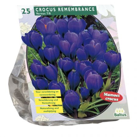 Crocus grootbloemig blauw 25 stuks