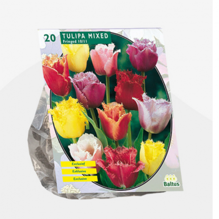 Tulipa Gefranjerd Mix per 20