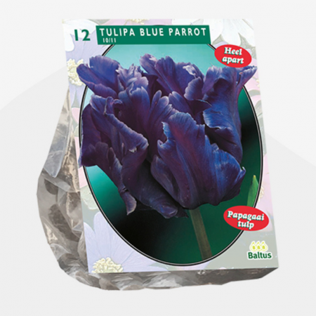 Tulipa Blue Parrot, Parkiet per 12