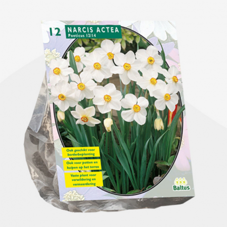 Narcis Actea per 12