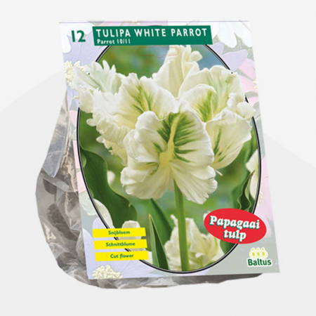 Tulipa White Parrot, Parkiet per 12