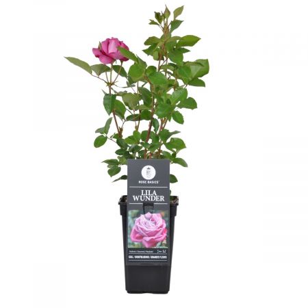 Raap Afdaling ontgrendelen Topkwaliteit rozen kopen tegen budgetprijzen: Budgetplant