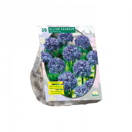 Sierui Caeruleum Azureum 30 stuks