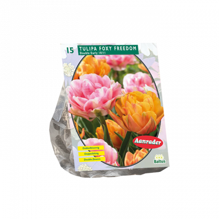 Tulipa Foxy Freedom per 15