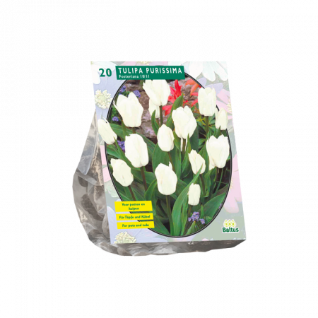 Tulipa Purissima, Fosteriana per 20