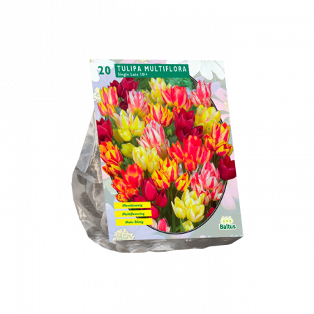 Tulipa Multiflora per 20