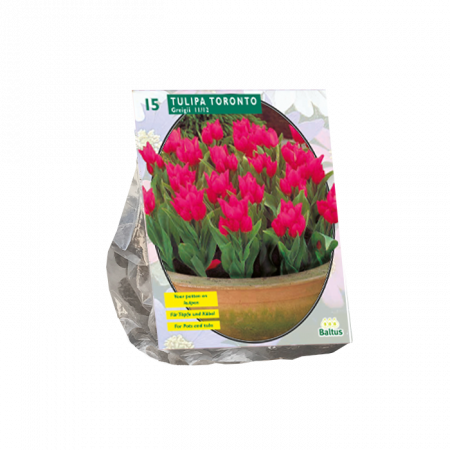 Tulipa Toronto, Greigii per 15