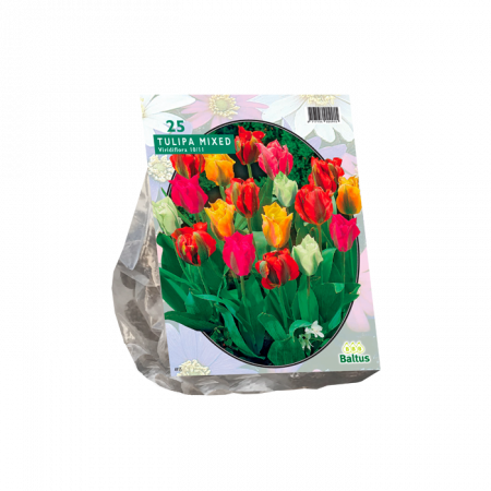 Tulipa Viridiflora Mix per 25