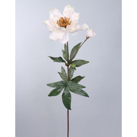 Helleborus creme - l60cm 298258 cream01