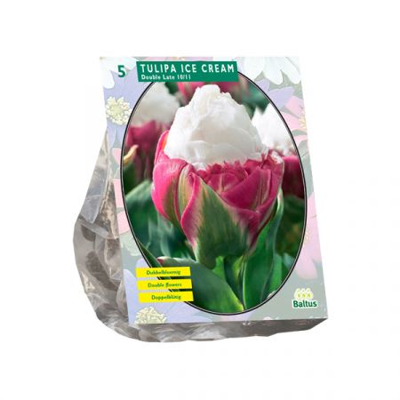 Tulp Ice Cream 5 stuks