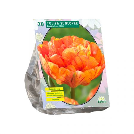 Tulp Dubbel Laat Sunlover 20 stuks