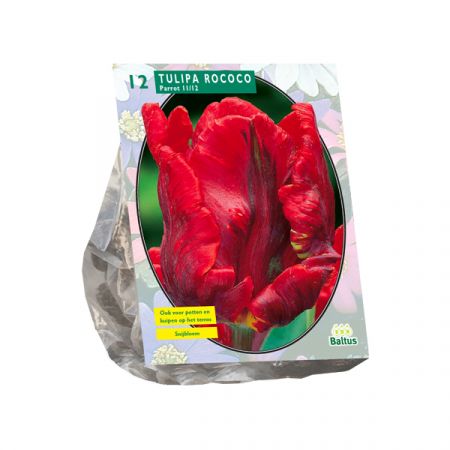 Tulp Rococo Parrot 12 stuks