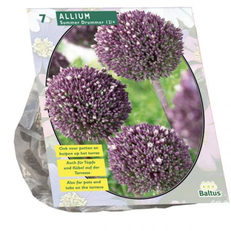 Allium Summer Drummer per 7