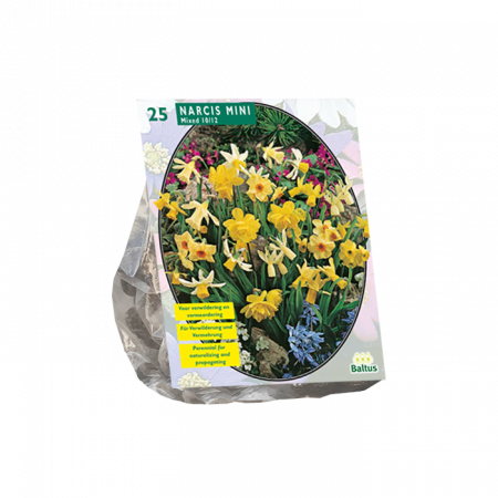 Narcis Mini Mix per 25