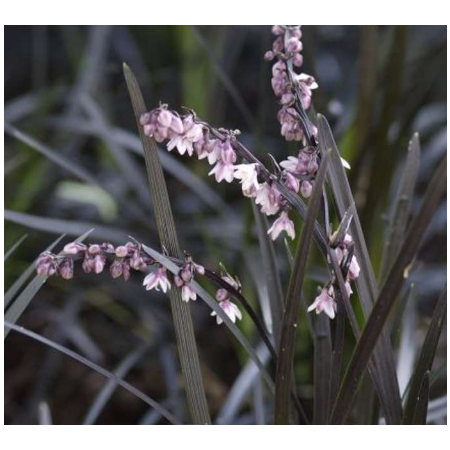 Slangebaard 'Niger'