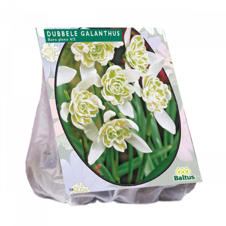 Sneeuwklokje Flore Pleno 10 stuks