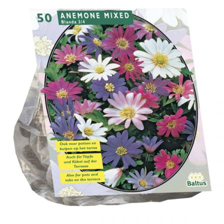 Anemoon (oosterse) Blanda mix 50 stuks