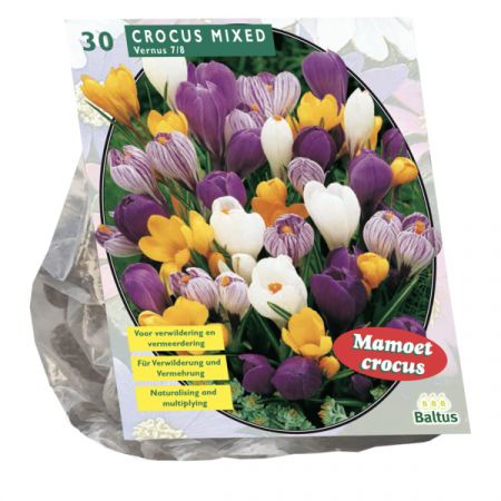 Crocus Grootbloemig, Mix per 30