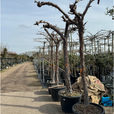 Vitis vinifera alta 'Autumn Royal'