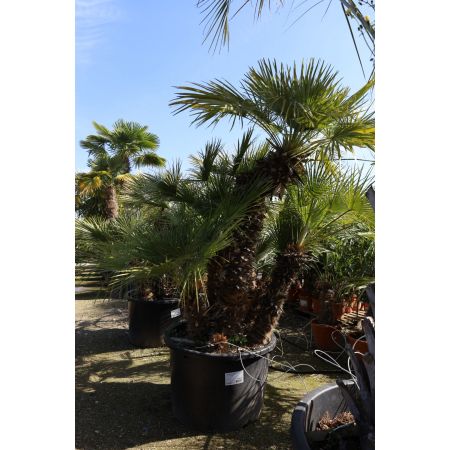 Europese Dwergpalm 3-multistam