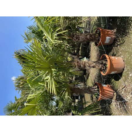 Trachycarpus fortunei