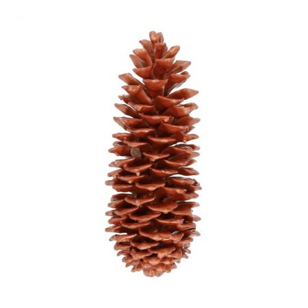 Pinecone Sugar Wax Slv L35 Copper