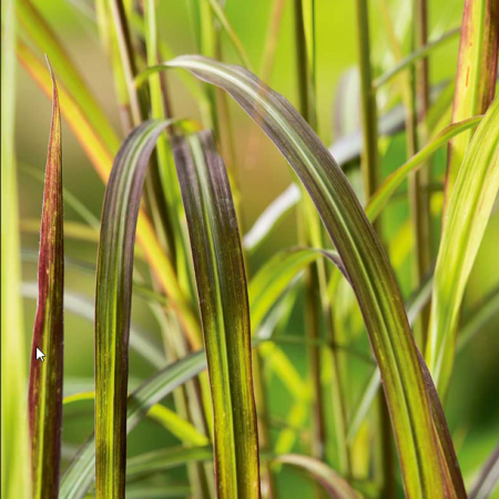 Miscanthus sinensis 'Ghana'