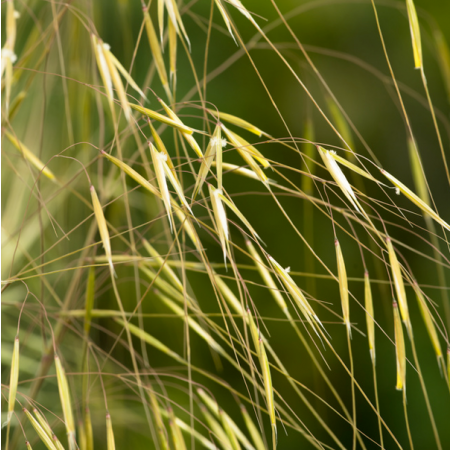 Stipa gigantea